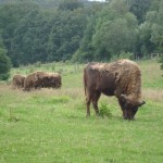 Wisent