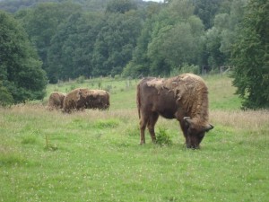 Mehr über den Artikel erfahren Tour 4 – Eiszeitliches Wildgehege Neandertal