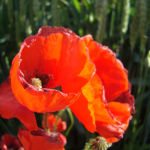 Feldblumen Feldblumen