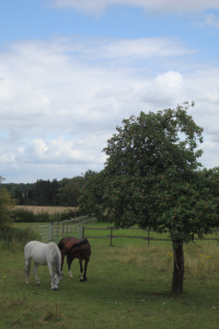 Mehr über den Artikel erfahren Tour 193 – Niederkrüchten-Overhetfeld – Weitrundwandern auf dem A12