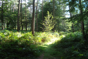 Mehr über den Artikel erfahren Tour 203 – Uedem-Hochwald – Zwischen Uemsche Berg und Grabenweg