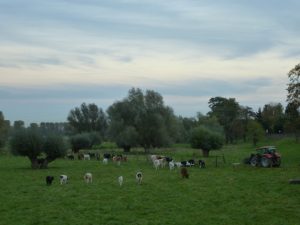 Abendstimmung mit Kühen