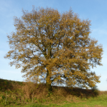Auf der Höhe des Stinderbachtales