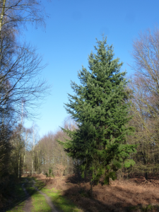 Waldweg