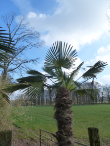 Palmen am Niederrhein