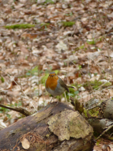 Ein Vogel zum 500sten