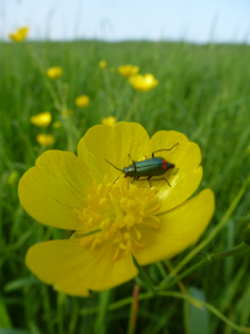 Das Kleine im Grossen