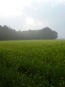 Blühender Raps im sommerlichen Herbstnebel