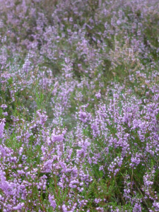 Die Heide blüht