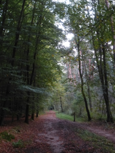 Im Wald und doch entlang der A52