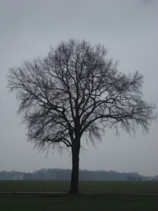 Ein Regenbaum
