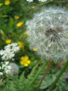 Pusteblume