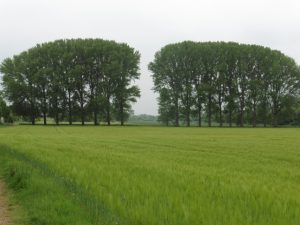 Felder und Bäume in Friesheim