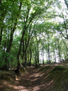 Im Wald hinter der Molzmühle