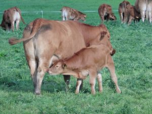 Landwirtschaft in Hünxe