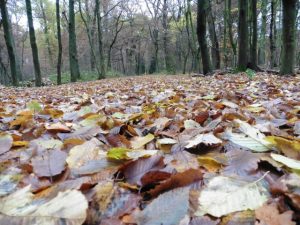 Herbst im Forst Benrath