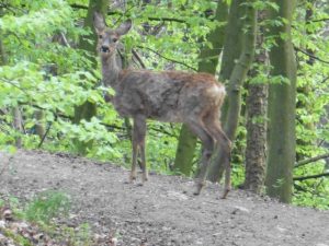 EssEssen - Werden. Mitten im Re(h)vier.