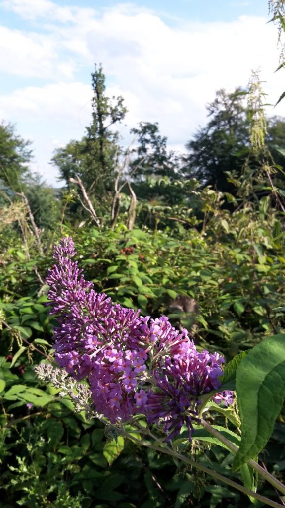 Mehr über den Artikel erfahren Tour 891 – Essen-Bredeney – Auf dem A2 durch den Kruppwald