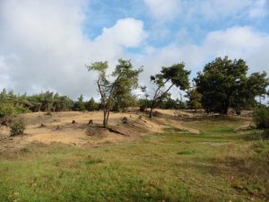 Heidelandschaft in der Schandelose Heide bei Velden