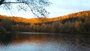 Golden Brown am Freilinger See in der Eifel bei Blankenheim