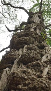 Mehr über den Artikel erfahren Tour 969 – Kleve – Durch Reichswald und Kranenburger Bruch