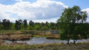 Mehr über den Artikel erfahren Tour 999 – Niederlande – Afferden – Wandelroute Duvelskuul