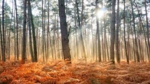 Mehr über den Artikel erfahren Tour 1039 – Wegberg – Dalheim-Rödgen – Durch den Forst Meinweg