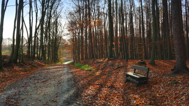 Im Arnsberger Wald