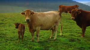 Mehr über den Artikel erfahren Tour 1041 – Blankenheim-Ripsdorf – Wo Bäche schwinden