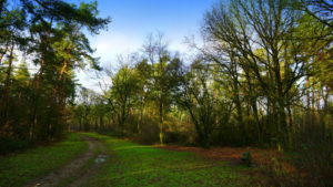 Mehr über den Artikel erfahren Tour 1054 – Niederlande – America – Wandern mit Hund