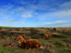 Mehr über den Artikel erfahren Tour 1060 – Niederlande – Plasmolen – Unterwegs auf der Kiekbergroute in die Mookerheide