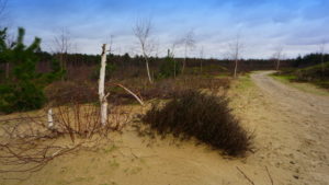 Mehr über den Artikel erfahren Tour 1062 – Niederlande – Meterik – Auf der gelben Route in die Schadijkse Heide