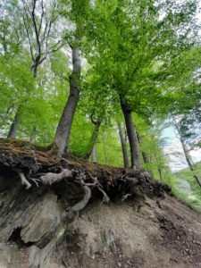 Mehr über den Artikel erfahren Tour 1095 – Mettmann – Auf dem A2 vom Diepensiepen durch das Neandertal
