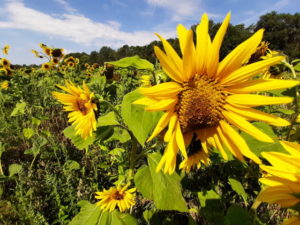 Mehr über den Artikel erfahren Tour 1110 – Borken-Burlo – In das Vardingholter Venn
