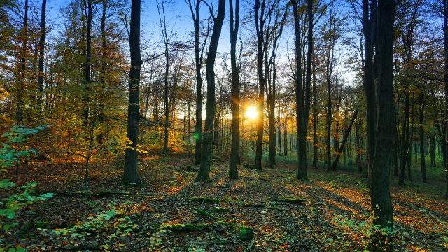 Im Kothener Wald