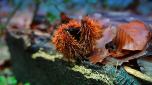 Mehr über den Artikel erfahren Tour 1160 – Kleve – Durch den Klever Wald