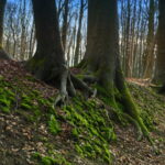 Tour 1166 – Wegberg-Rödgen – Route Dalheimer Mühle 1