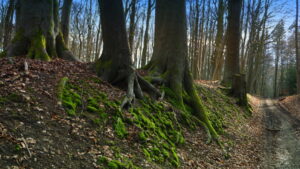 Mehr über den Artikel erfahren Tour 1166 – Wegberg-Rödgen – Route Dalheimer Mühle 1