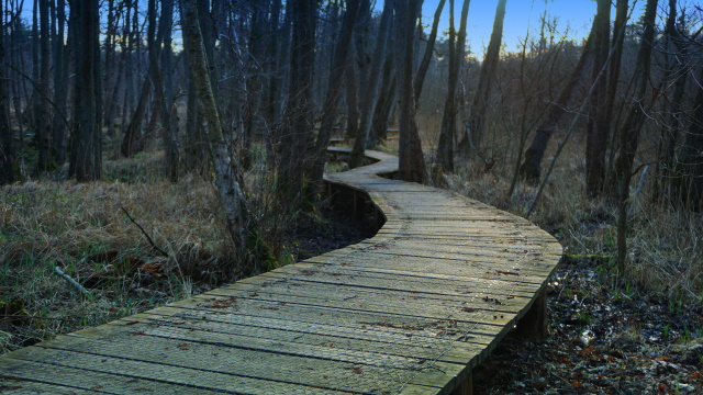 Auf dem Holzweg