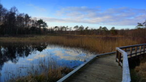 Mehr über den Artikel erfahren Tour 1179 – Niederkrüchten – Gagelmoorpfad