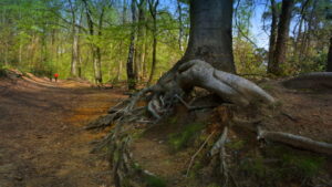 Mehr über den Artikel erfahren Tour 1186 – Reken – Die Waldkapelle entdecken