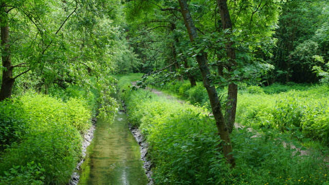 Die grüne Hölle am Beeckbach