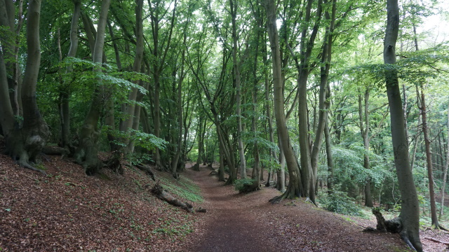 Traumwald im Schwalmbruch