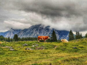 Mehr über den Artikel erfahren Tour 1202 – Österreich – Abtenau – Almblumenweg