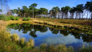 Mehr über den Artikel erfahren Tour 1222 – Hamminkeln-Dingden – Dingdener Heide – Landstreifer Zeitreise