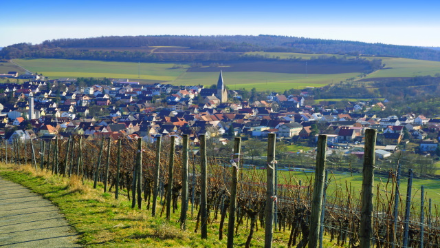 Blick durch die Reben auf Markelsheim