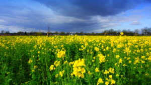 Mehr über den Artikel erfahren Tour 1241 – Kerken-Aldekerk – Eine kurze Auszeit im Eyller Bruch auf dem HA7