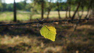 Mehr über den Artikel erfahren Tour 1250 – Niederkrüchten-Elmpt – Tiefe Gräben – Weite Blicke
