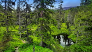 Mehr über den Artikel erfahren Tour 1251 – Österreich – Kolm-Saigurn – Aus dem Tal in den Rauriser Urwald
