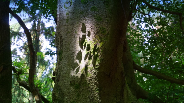 Schattenspiel im Aachener Wald